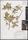 Foto von Salix hastata L.
